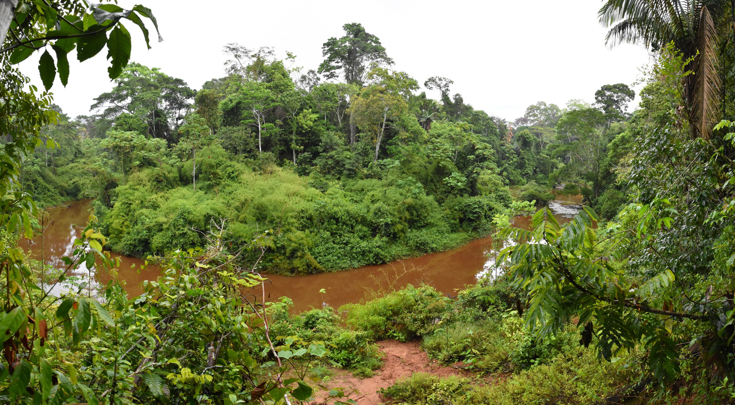 Rostliny Amazonie