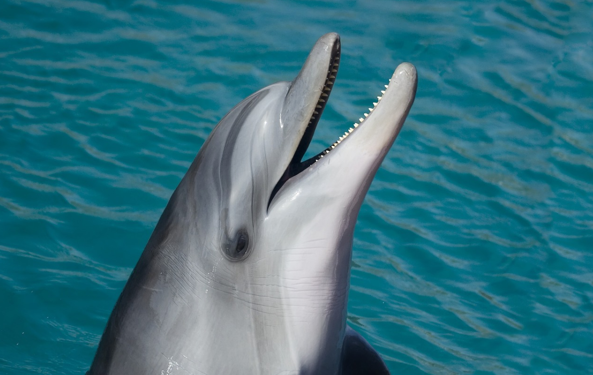 delfín nad vodou