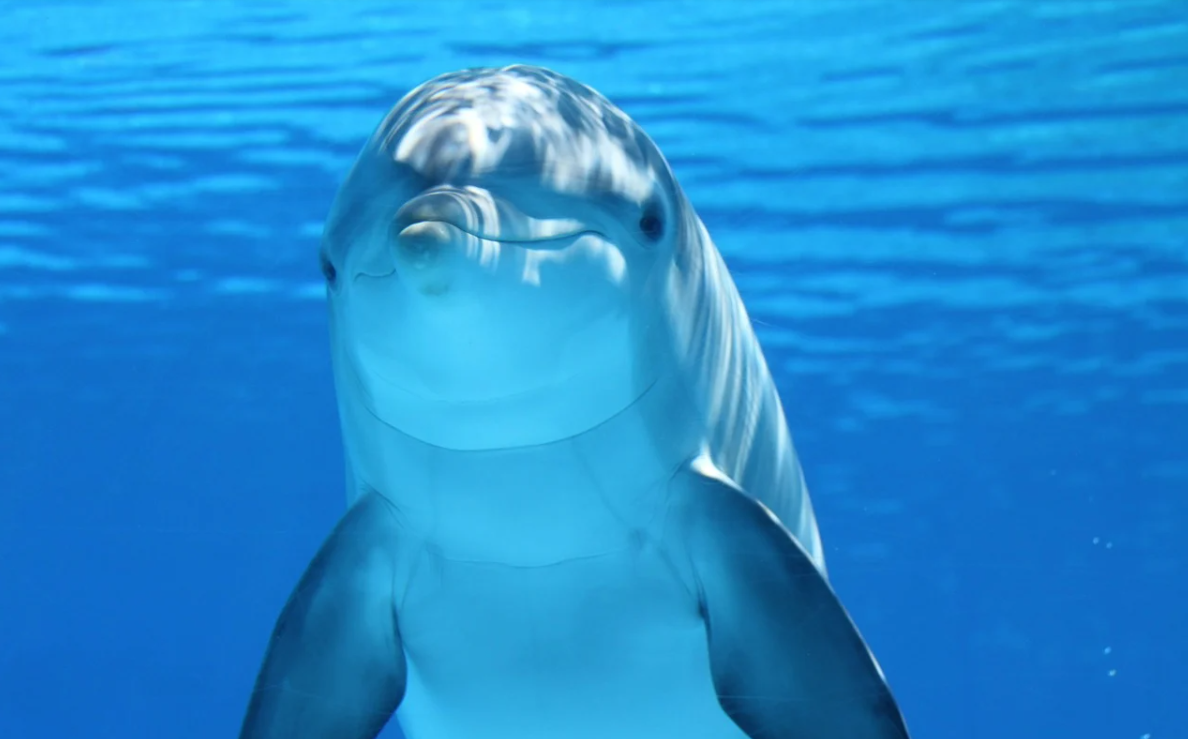 delfín pod vodou